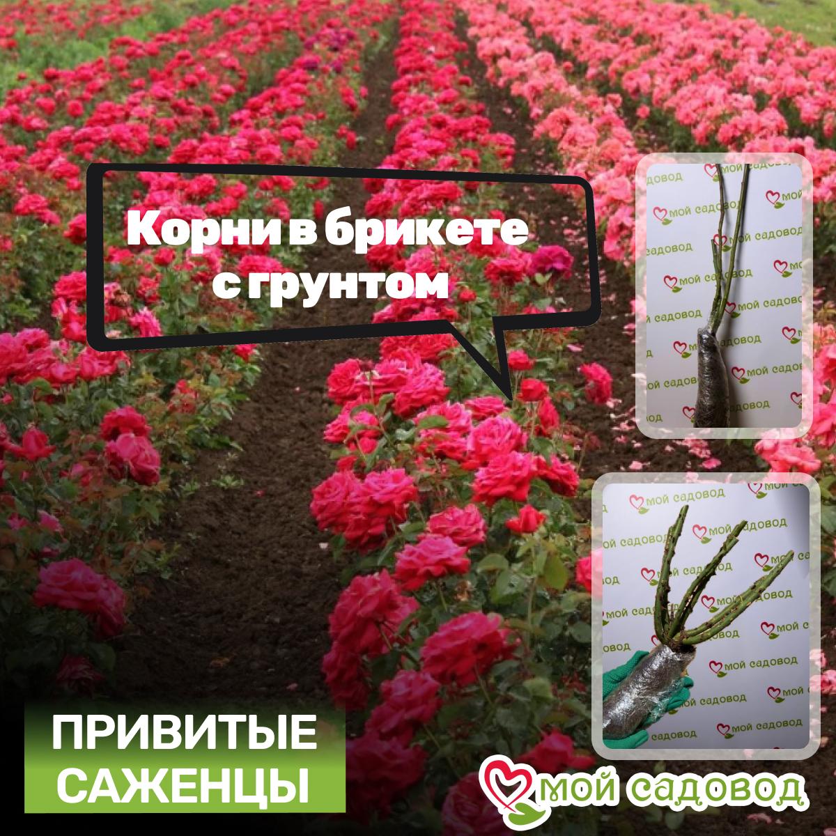 Роза Арау Фолиес